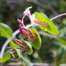 Fotografia 7 da espécie Lonicera implexa do Jardim Botânico UTAD