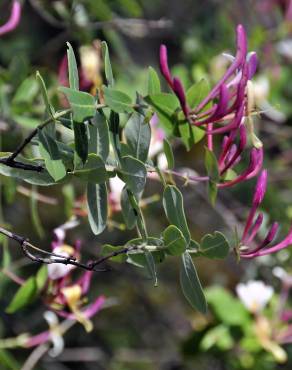 Fotografia 8 da espécie Lonicera implexa no Jardim Botânico UTAD