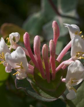 Fotografia 9 da espécie Lonicera implexa no Jardim Botânico UTAD