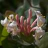 Fotografia 9 da espécie Lonicera implexa do Jardim Botânico UTAD