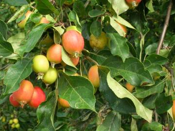 Fotografia da espécie Malus sylvestris