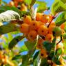 Fotografia 5 da espécie Malus sylvestris do Jardim Botânico UTAD