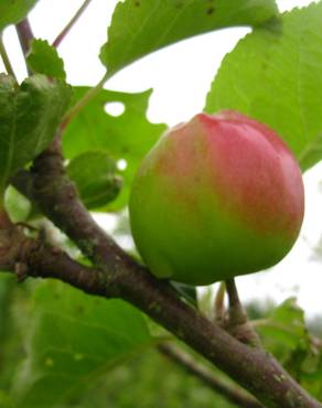 Fotografia 6 da espécie Malus sylvestris no Jardim Botânico UTAD