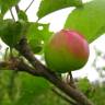 Fotografia 6 da espécie Malus sylvestris do Jardim Botânico UTAD