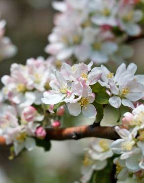 Fotografia 7 da espécie Malus sylvestris no Jardim Botânico UTAD