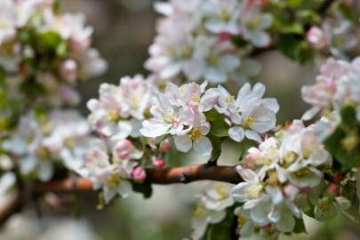 Fotografia da espécie Malus sylvestris