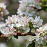 Fotografia 7 da espécie Malus sylvestris do Jardim Botânico UTAD