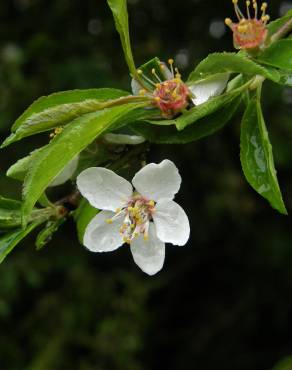 Fotografia 8 da espécie Malus sylvestris no Jardim Botânico UTAD