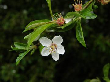 Fotografia da espécie Malus sylvestris