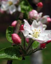 Fotografia da espécie Malus sylvestris