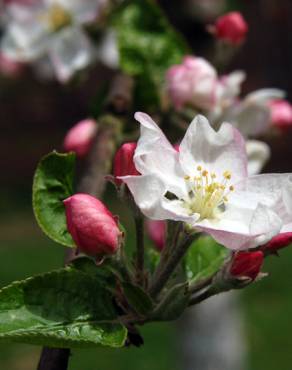 Fotografia 1 da espécie Malus sylvestris no Jardim Botânico UTAD