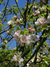 Fotografia da espécie Malus sylvestris