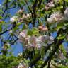 Fotografia 9 da espécie Malus sylvestris do Jardim Botânico UTAD