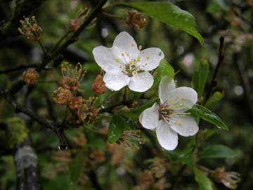 Fotografia da espécie Malus sylvestris