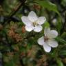 Fotografia 10 da espécie Malus sylvestris do Jardim Botânico UTAD