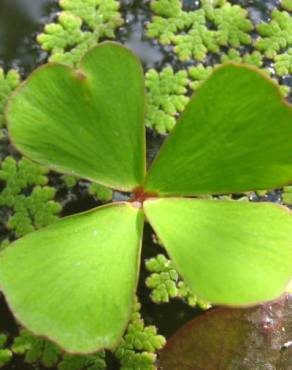 Fotografia 6 da espécie Marsilea quadrifolia no Jardim Botânico UTAD