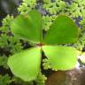 Fotografia 6 da espécie Marsilea quadrifolia do Jardim Botânico UTAD