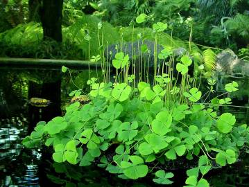 Fotografia da espécie Marsilea quadrifolia