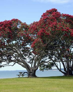 Fotografia 1 da espécie Metrosideros excelsa no Jardim Botânico UTAD