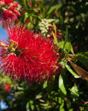 Fotografia 9 da espécie Metrosideros excelsa no Jardim Botânico UTAD