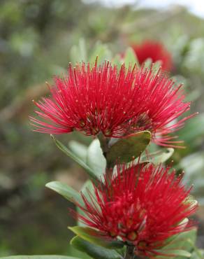 Fotografia 11 da espécie Metrosideros excelsa no Jardim Botânico UTAD