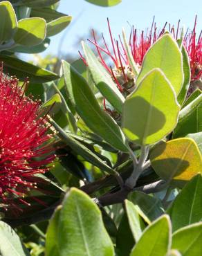 Fotografia 12 da espécie Metrosideros excelsa no Jardim Botânico UTAD