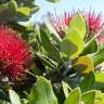 Fotografia 12 da espécie Metrosideros excelsa do Jardim Botânico UTAD