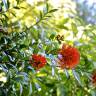 Fotografia 13 da espécie Metrosideros excelsa do Jardim Botânico UTAD