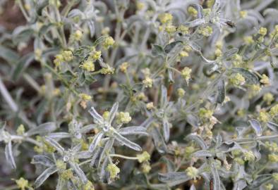 Fotografia da espécie Mercurialis tomentosa