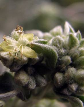 Fotografia 5 da espécie Mercurialis tomentosa no Jardim Botânico UTAD