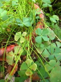 Fotografia da espécie Marsilea quadrifolia