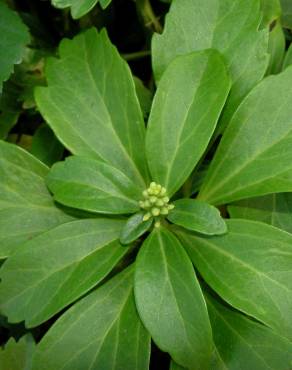 Fotografia 4 da espécie Pachysandra terminalis no Jardim Botânico UTAD