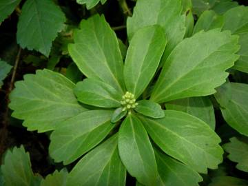 Fotografia da espécie Pachysandra terminalis