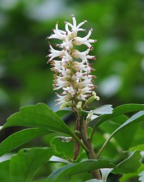 Fotografia 6 da espécie Pachysandra terminalis no Jardim Botânico UTAD