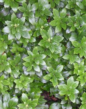 Fotografia 8 da espécie Pachysandra terminalis no Jardim Botânico UTAD