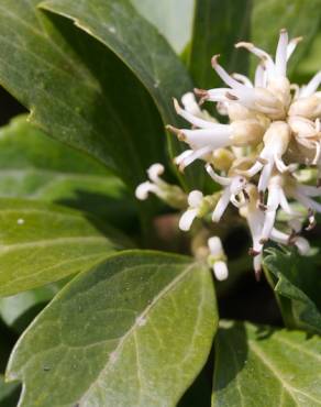 Fotografia 9 da espécie Pachysandra terminalis no Jardim Botânico UTAD