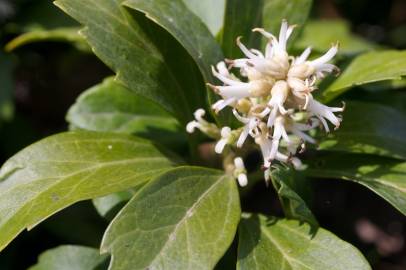 Fotografia da espécie Pachysandra terminalis