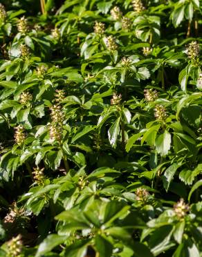 Fotografia 10 da espécie Pachysandra terminalis no Jardim Botânico UTAD