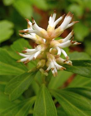 Fotografia 1 da espécie Pachysandra terminalis no Jardim Botânico UTAD