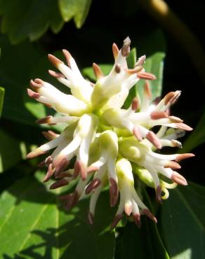 Fotografia 12 da espécie Pachysandra terminalis no Jardim Botânico UTAD