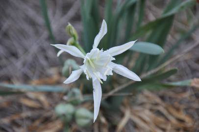 Fotografia da espécie Pancratium maritimum