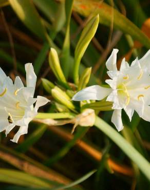 Fotografia 7 da espécie Pancratium maritimum no Jardim Botânico UTAD