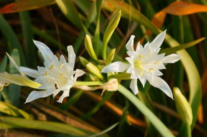 Fotografia da espécie Pancratium maritimum