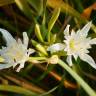 Fotografia 7 da espécie Pancratium maritimum do Jardim Botânico UTAD