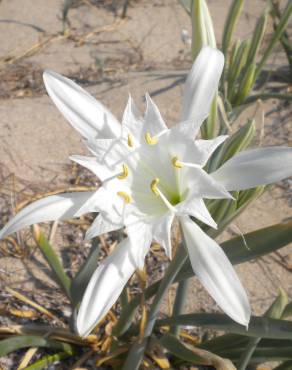 Fotografia 8 da espécie Pancratium maritimum no Jardim Botânico UTAD