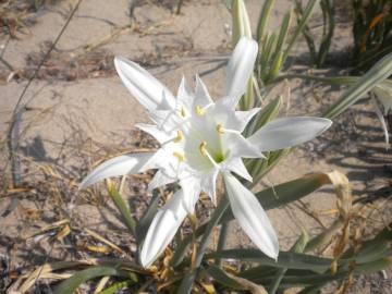 Fotografia da espécie Pancratium maritimum