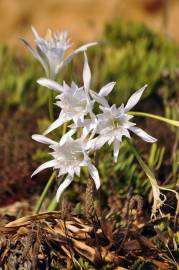 Fotografia da espécie Pancratium maritimum