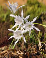 Fotografia da espécie Pancratium maritimum