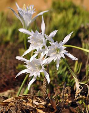 Fotografia 1 da espécie Pancratium maritimum no Jardim Botânico UTAD