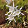 Fotografia 1 da espécie Pancratium maritimum do Jardim Botânico UTAD